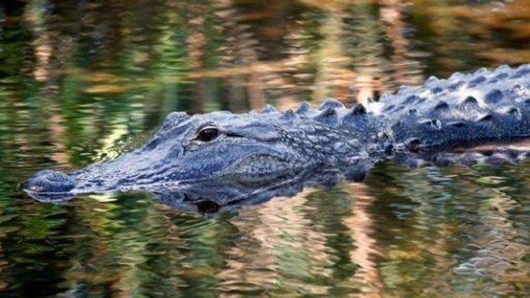 Planean colocar señales que adviertan sobre los caimanes en Disney.