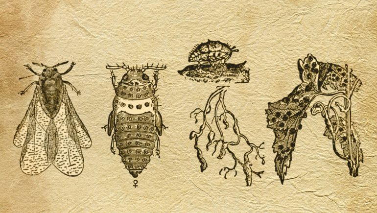 El pequeño insecto que casi acabó con el viñedo del mundo (y las vides que resistieron)