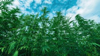 Las condiciones agroecologicas para la producción de cáñamo en la Patagonia son muy buenas. 