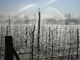 En casos aislados los productores activaron los mecanismos de controles activos. En casos aislados los productores activaron los mecanismos de controles activos.