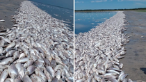 por la sequia, miles de peces aparecieron muertos en la orilla de una laguna por la sequia, miles de peces aparecieron muertos en la orilla de una laguna