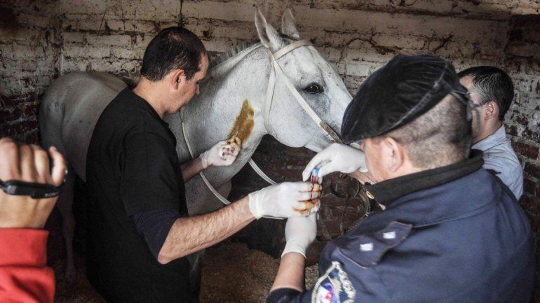 El veterinario policial fue quien tomó las muestras el 17 de agosto. Casi 8 meses después
