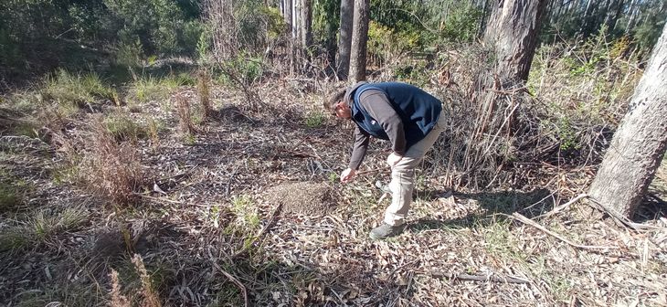 Enormes hormigueros en el medio de los bosques patagónicos. Foto: gentileza. Enormes hormigueros en el medio de los bosques patagónicos. Foto: gentileza.