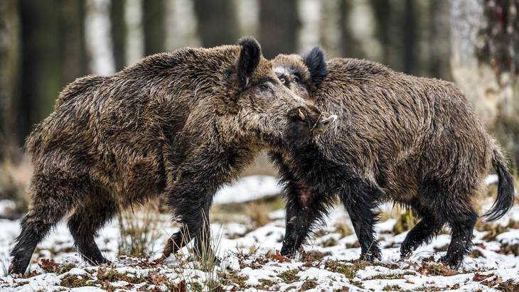 Daño sistémico y costo millonario: El jabalí, una especie invasora que devasta cultivos, amenaza la salud pública y le cuesta a Argentina más de US$900 millones anuales. Daño sistémico y costo millonario: El jabalí, una especie invasora que devasta cultivos, amenaza la salud pública y le cuesta a Argentina más de US$900 millones anuales.
