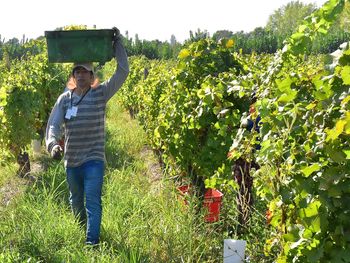 En el Alto Valle, la tendencia a la concentración de viñedos en grandes empresas productoras de vinos de alta gama contrasta con la posibilidad de elegir cultivos alternativos.Foto: Fabricio González En el Alto Valle, la tendencia a la concentración de viñedos en grandes empresas productoras de vinos de alta gama contrasta con la posibilidad de elegir cultivos alternativos.Foto: Fabricio González