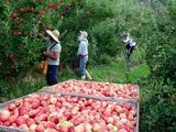 Brasil: Frío histórico impulsará la cosecha de manzanas en 2026