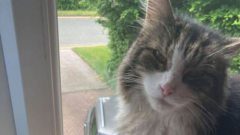 Lloraron al gato, lo cremaron y al mes volvió a casa