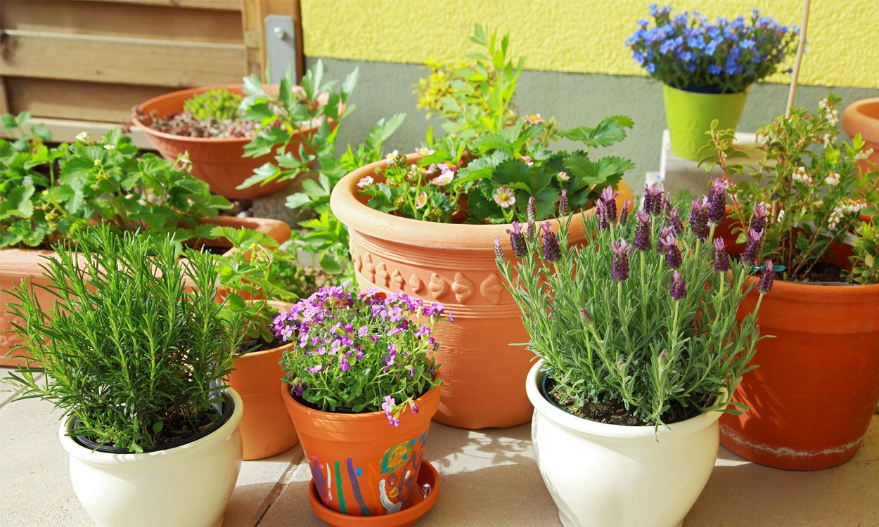 Estas son las 7 plantas que atraen la mala suerte y no deberías tener en tu casa, según el feng shui