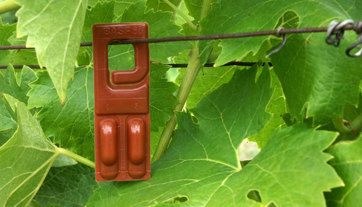 Productores de uva de mesa y ciruelas cuya exportación tiene como destino Brasil han sido asistidos con difusores de feromona. Productores de uva de mesa y ciruelas cuya exportación tiene como destino Brasil han sido asistidos con difusores de feromona.