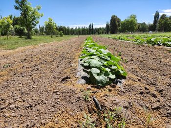 verduras y hortalizas agroecologicas para comedores de la unco