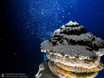 Fuentes hidrotermales submarinas: ecosistemas vitales en riesgo por la extracción de cobre, cobalto y zinc.