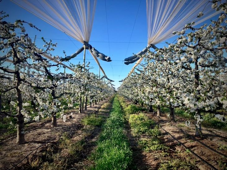 El costo de una hectáreas de cerezas con tecnología de punta se ubica en torno a los 50.000 dólares. El costo de una hectáreas de cerezas con tecnología de punta se ubica en torno a los 50.000 dólares.