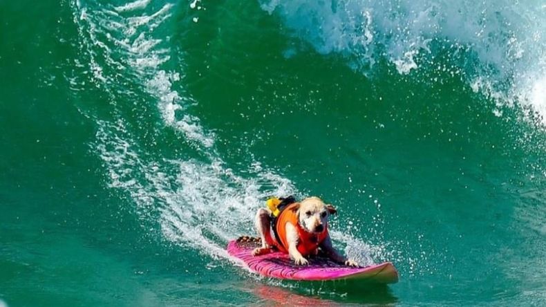 Sugar, la perra campeona de surf canino, había recibido el diagnóstico de cáncer hace pocas semanas. | LM Neuquen Sugar, la perra campeona de surf canino, había recibido el diagnóstico de cáncer hace pocas semanas.