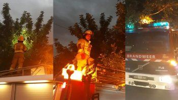 bomberos voluntarios salvaron a un gatito atrapado en un arbol