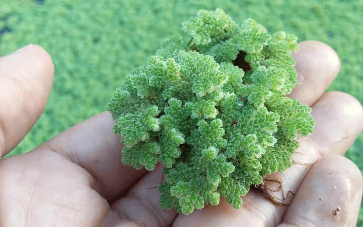 Con la capacidad de duplicar su biomasa en pocos días, ofrece un suministro constante de alimento a bajo costo. Con la capacidad de duplicar su biomasa en pocos días, ofrece un suministro constante de alimento a bajo costo.