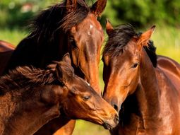 aduana evito el contrabando de mas de 1.200 vacunas aduana evito el contrabando de mas de 1.200 vacunas