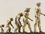¿Qué animal dominará la Tierra en un futuro sin humanos?