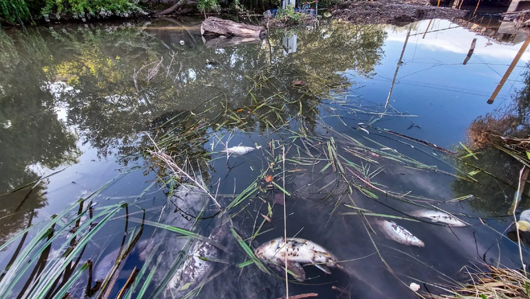 ¿Cuál fue la causa de la aparición de peces muertos en el arroyo Durán de Neuquén?