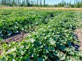 La UNCo impulsa la sostenibilidad con alimentos locales para sus comedores