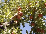 En el sector frutícola, se están repitiendo las complicaciones de la temporada pasada.