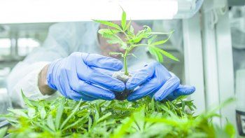 ley cannabis: acceso y mas produccion ley cannabis: acceso y mas produccion