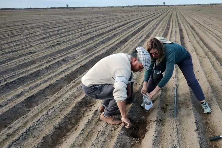 Con el riego por mantos se satura el suelo, desplazando el oxígeno indispensable de la planta. Con el riego por mantos se satura el suelo, desplazando el oxígeno indispensable de la planta.