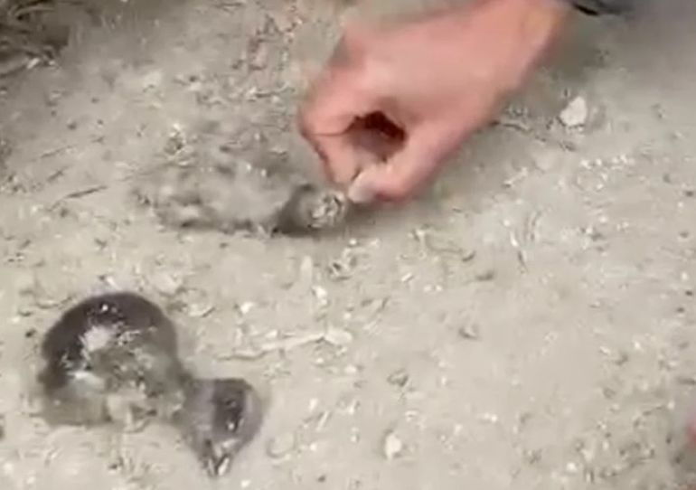 Punta Tombo: una científica relató escenas impactantes. Punta Tombo: una científica relató escenas impactantes.