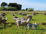 Oveja Merino Dohne con su cordero: destacada aptitud materna que se refleja desde la primera generación. Foto: INTA Oveja Merino Dohne con su cordero: destacada aptitud materna que se refleja desde la primera generación. Foto: INTA