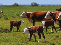 El calostro es clave para la salud e inmunidad de terneros. El calostro es clave para la salud e inmunidad de terneros.