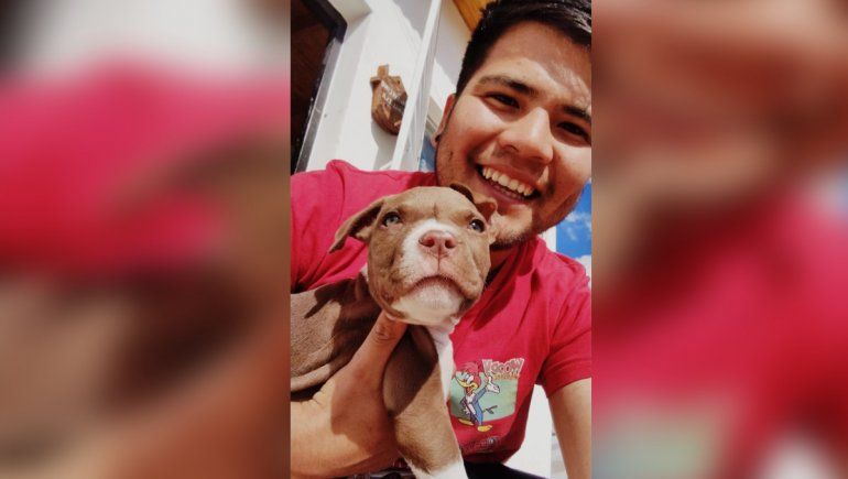 Apareció Máximo, el pitbull que había sido robado en Cutral Co
