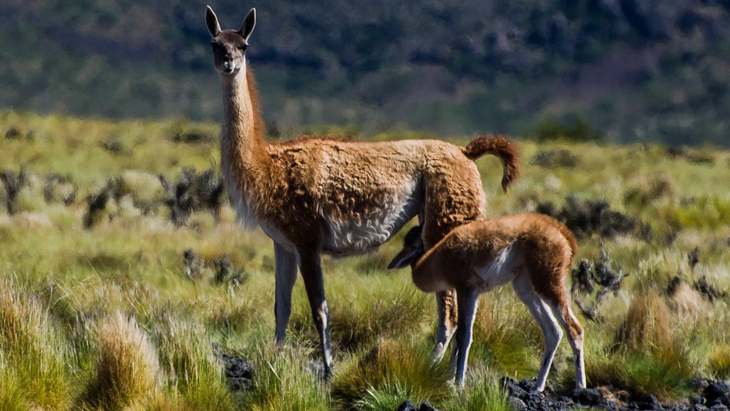 Los guanacos están en el centro de la polémica. Los guanacos están en el centro de la polémica.