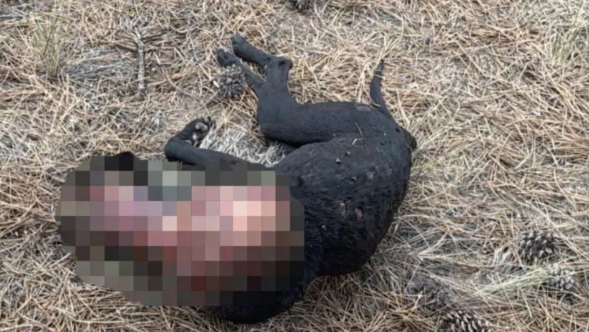 Un caso macabro de maltrato animal en Esquel.