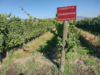 El 22 de mayo se celebra el dia del Chardonnay.