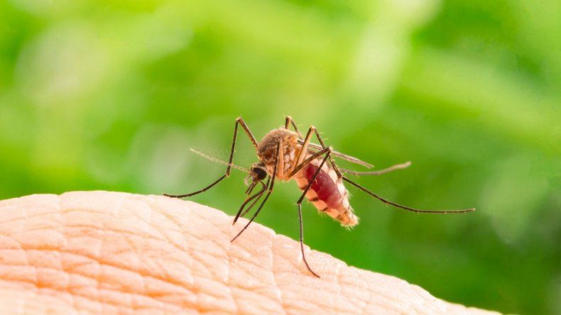 Lo que trae la ciencia 2024: super mosquitos fabricados para reemplazar a los existentes