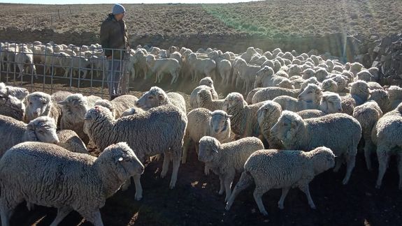 Se eliminó la Ley Ovina: ¿Golpe de gracia  para los pequeños productores de la Patagonia?