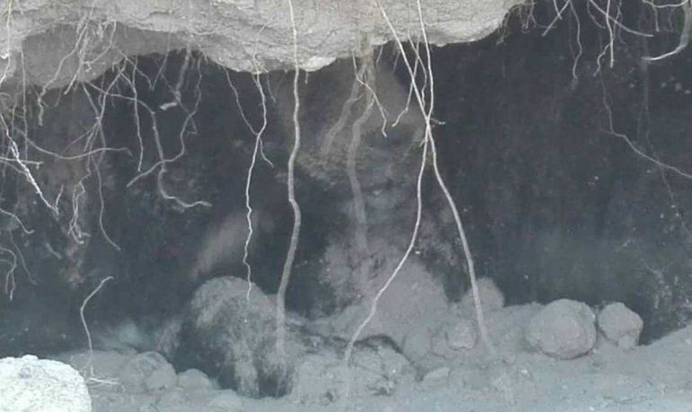 Los rescatistas debieron meterse a las cuevas para sacar a los cachorros.