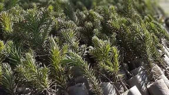Proyecto Pewén: avanza la recuperación de bosques nativos en Neuquén
