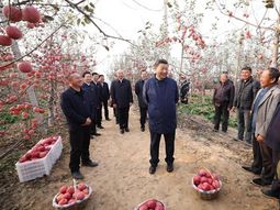 El premier Xi Jinping, visitando una explotación familiar de manzanas. El premier Xi Jinping, visitando una explotación familiar de manzanas.