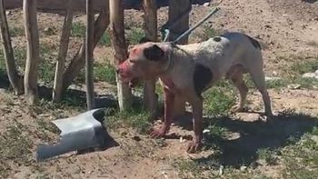 horror en la meseta con un pitbull que ya mato a varios perros: el video viral horror en la meseta con un pitbull que ya mato a varios perros: el video viral