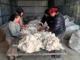 Mohair: se juntaron más kilos