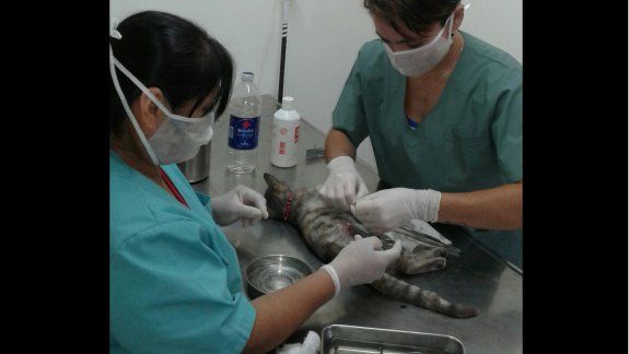 Las castraciones gratuitas de la Muni aumentaron un 55%