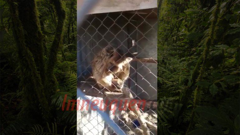 Denunciaron al refugio por el estado en el que viven los animales: El mono mastica sus manos