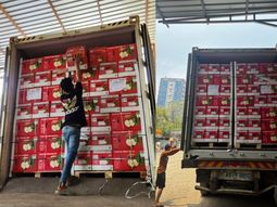 furor en india por las manzanas chilenas: se agotan en minutos