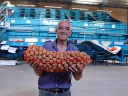 Raúl Cuello, encargado de Patagonia Nogales, lidera operativamente una chacra de 120 hectáreas de nueces en plena zona semiárida, enfrentando vientos constantes, escasez de agua y altos costos energéticos. Raúl Cuello, encargado de Patagonia Nogales, lidera operativamente una chacra de 120 hectáreas de nueces en plena zona semiárida, enfrentando vientos constantes, escasez de agua y altos costos energéticos.