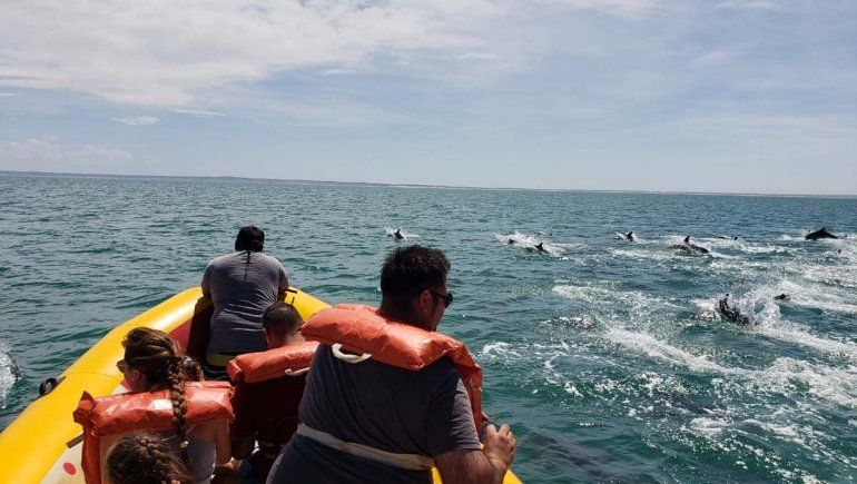 Mirá como una impresionante manada de delfines acompaña a una lancha en Puerto SAE