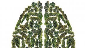 Aplicado en jóvenes, el efecto del cannabis trajo malos resultados en cuanto a la memoria, el comportamiento y el rendimiento.
