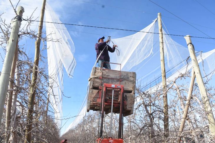 Las mallas para protección de la fruta están incluídas ene ste crédito.