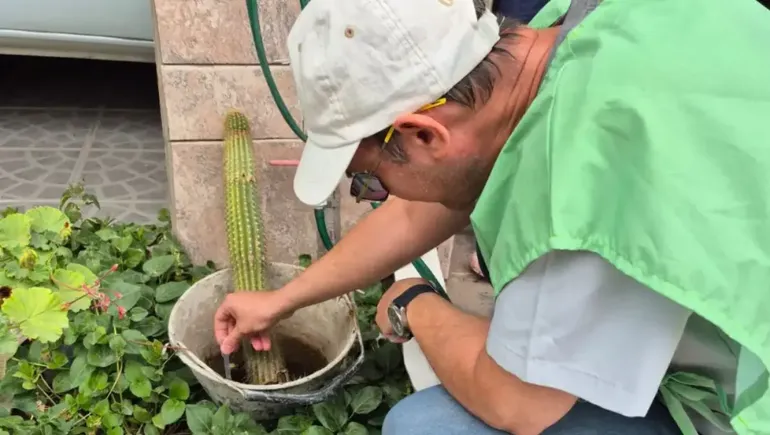 Detectan una ovitrampa positiva del mosquito transmisor del dengue en Centenario