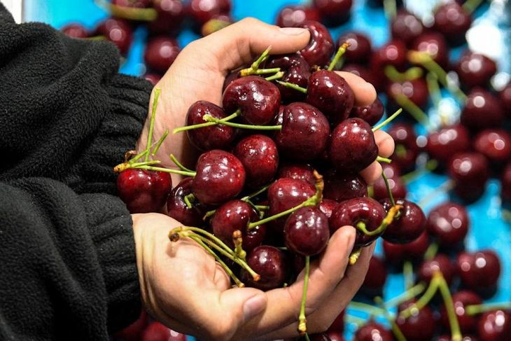 La campaña 2025/26 dejó en evidencia un cambio estructural en el consumo chino de cerezas. La campaña 2025/26 dejó en evidencia un cambio estructural en el consumo chino de cerezas.