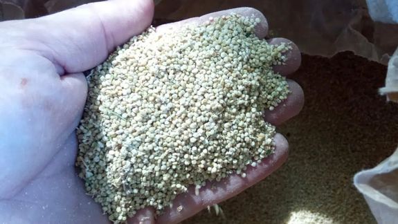 Quinoa del Norte Neuquino. Foto: INTA